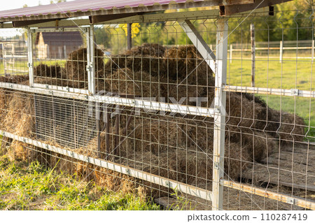 Bales of hay are stacked under a canopy on pallets. The hay stacks are stored under the roof to protect it from rain and snow. Hay is stored for the winter for the livestock on the farm. Bales of hay are stacked under a canopy on pallets. The hay stacks are stored under the roof to protect it from rain and snow. Hay is stored for the winter for the livestock on the farm. 110287419