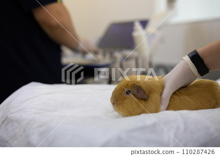 Guinea pig in a veterinary clinic at an appointment for an ultrasound examination. Guinea pig in the examination room at the veterinarian's appointment. Guinea pig ultrasound concept. 110287426
