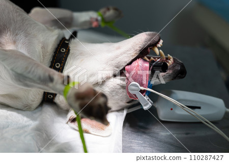 A dog lies on the operating table in veterinary surgery under gas anesthesia. A cute dog sleeps sweetly under anesthesia, ready for the operation to begin. The concept of preparing a dog for surgery. 110287427