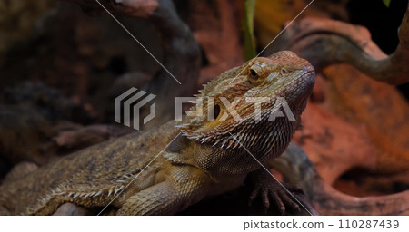 Bearded agama dragon lizard close-up sits on stones in a terrarium. Close-up of the beautiful face of a bearded dragon lizard resting calmly in a terrarium. Dragon lizard concept. 110287439