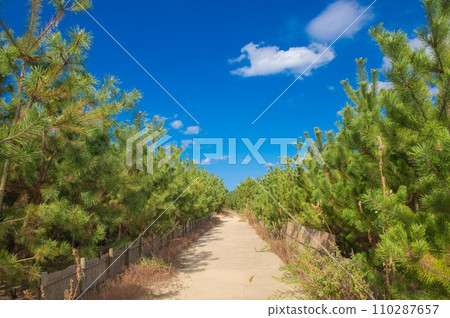 Pine forest near Ashiya Beach 110287657