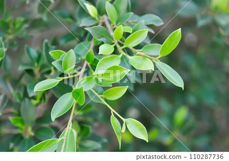 banyan tree or Ficus annulata or ficus bengalensis banyan tree or Ficus annulata or ficus bengalensis 110287736