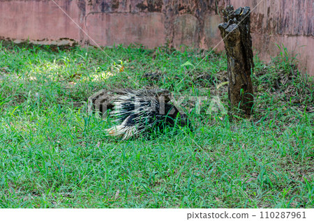 Porcupine in the grass 110287961