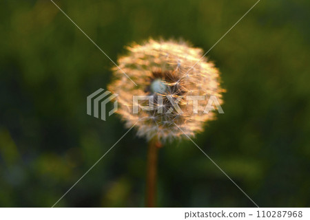A dandelion in the summer garden. Taraxacum officinale. A ripe dandelion. A dandelion in the summer garden. Taraxacum officinale. A ripe dandelion. 110287968