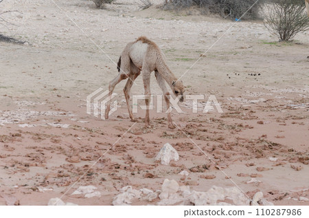 Newly born camel calf Newly born camel calf 110287986