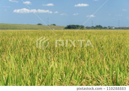 已經開始生長的稻田稻田 110288883