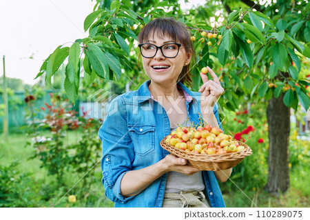 Smiling woman with basket of fresh yellow cherries near cherry tree in summer garden 110289075