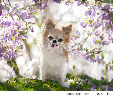chihuahua in nature 110289910
