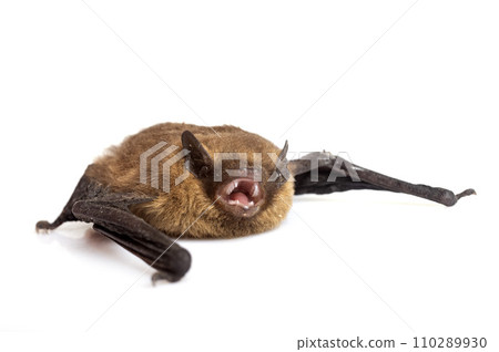 Pipistrellus pipistrellus in studio Pipistrellus pipistrellus in studio 110289930