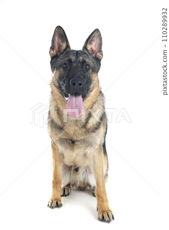 young german shepherd young german shepherd 110289932