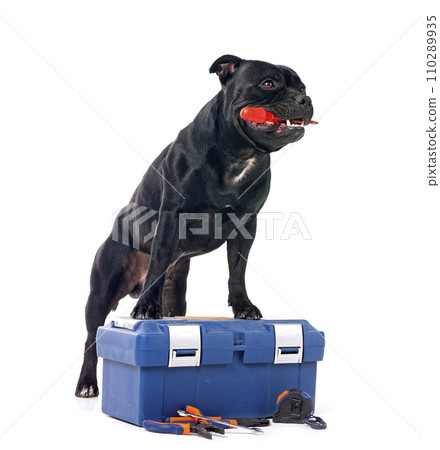staffordshire bull terrier staffordshire bull terrier 110289935