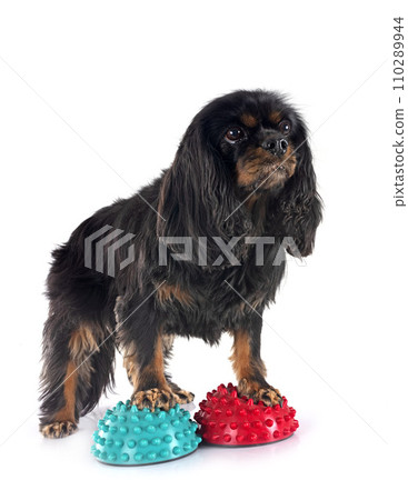 cavalier king charles 110289944