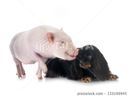 cavalier king charles and pig 110289945