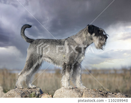 Standard Schnauzer in nature 110289948