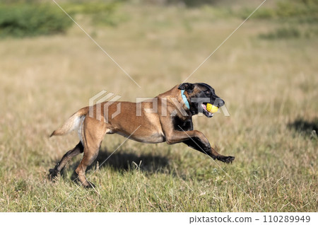 belgian shepherd in nature 110289949