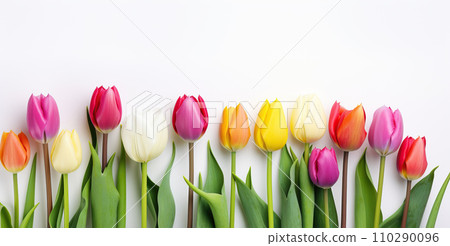 Multicolored tulips on white background. International Women's Day and Valentine's Day 110290096