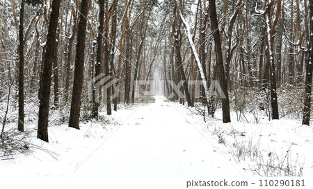 View to long trail with falling snow at winter woodland. Snow-covered branches of pine at wild forest. Beautiful nature landscape at background View to long trail with falling snow at winter woodland. Snow-covered branches of pine at wild forest. Beautiful nature landscape at background 110290181