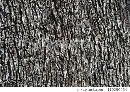 Evergreen oak Evergreen oak 110290464