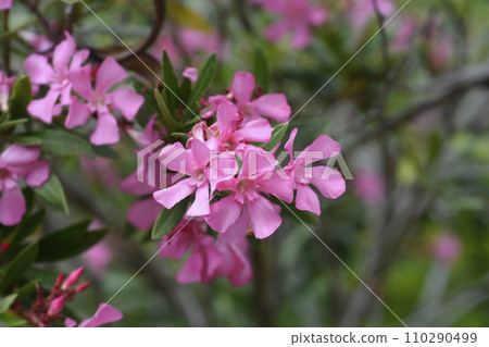Common oleander Common oleander 110290499