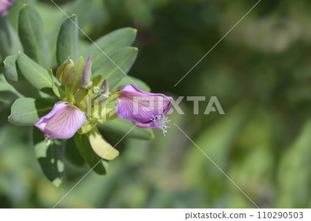 Myrtle-leaf milkwort Myrtle-leaf milkwort 110290503