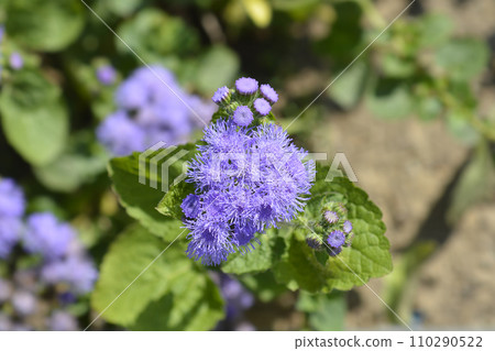 Floss Flower Floss Flower 110290522