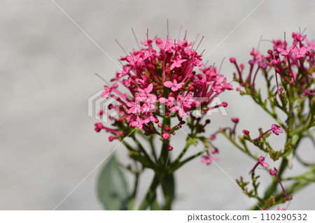 Red valerian 110290532