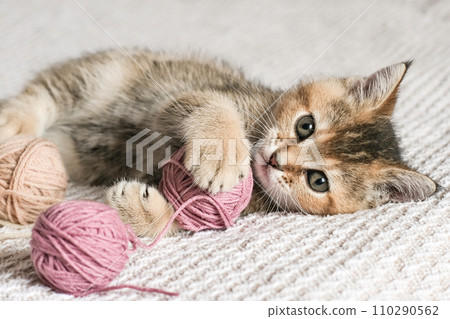 Cute Scottish Straight kitten playing with balls of yarn Cute Scottish Straight kitten playing with balls of yarn 110290562