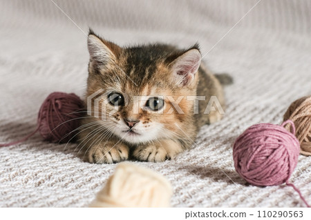 Cute Scottish Straight kitten playing with balls of yarn Cute Scottish Straight kitten playing with balls of yarn 110290563