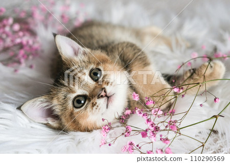 Cute Scottish Straight kitten and pink flowers on a white blanket. Cute Scottish Straight kitten and pink flowers on a white blanket. 110290569