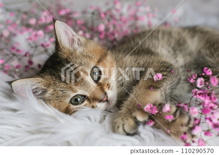Cute Scottish Straight kitten and pink flowers on a white blanket. A small cat lies on a blanket and looks into the camera Cute Scottish Straight kitten and pink flowers on a white blanket. A small cat lies on a blanket and looks into the camera 110290570