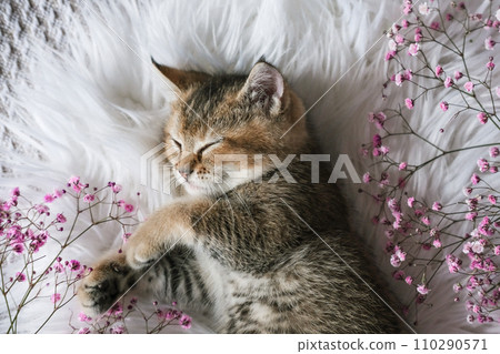 A cute kitten sleeps on a fluffy blanket 110290571