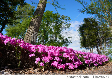 Shibazakura blooming in the flower garden in the spring park 110290737