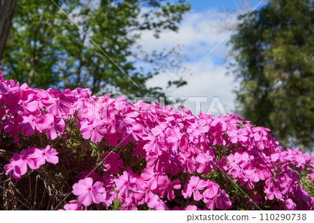 Shibazakura blooming in the flower garden in the spring park 110290738