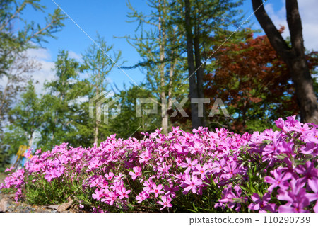 Shibazakura blooming in the flower garden in the spring park 110290739