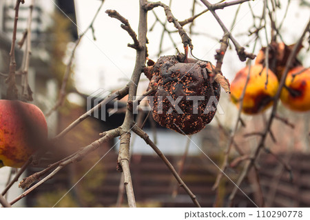 Rotten apple on bare tree. Damaged apple fruit. Apple tree garden. Bad condition concept. Decay concept. Uneatable ugly food. Overripe fruits.  110290778
