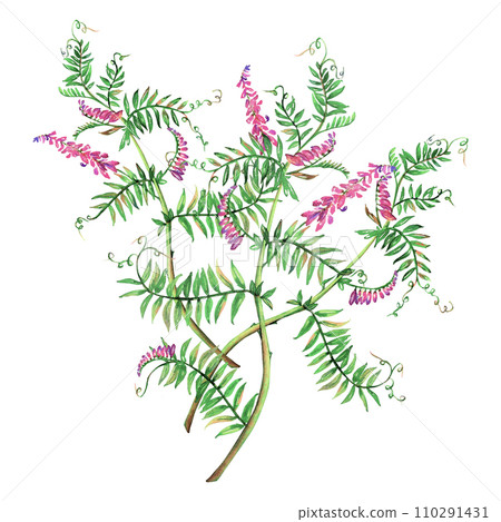 Mouse peas flowers watercolor floral illustration. Purple branch isolated on white background. Meadow wildflower botanical natural hand drawn. Leaves green lavender blossom realistic aquarelle plant 110291431