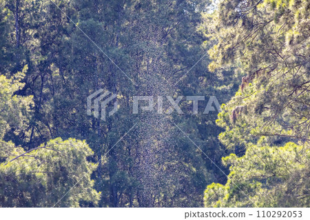A swarm of insects flying above a river in the early morning sunshine 110292053