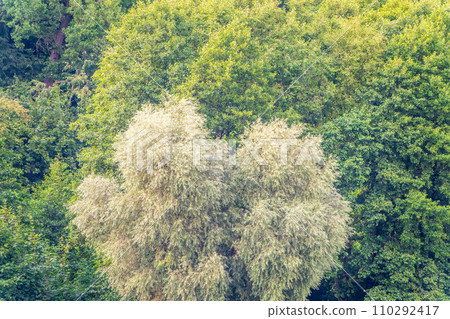 Thick green forest on the hillside. 110292417