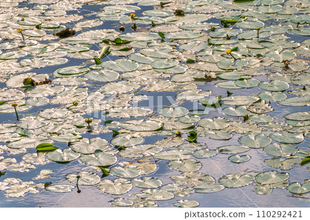 Yellow water lily flower, Nuphar lutea, blooming yellow among the green leaves on the water of the lake 110292421