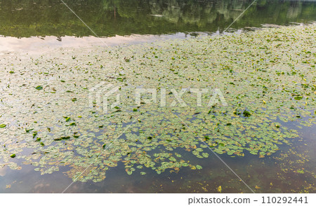 Yellow water lily flower, Nuphar lutea, blooming yellow among the green leaves on the water of the lake Yellow water lily flower, Nuphar lutea, blooming yellow among the green leaves on the water of the lake 110292441