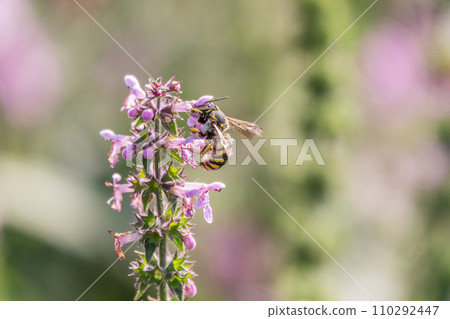 A bee collects pollen on Purple Betony flowers or Betony, Wood Betony, Bishopwort, Bishop's Wort. 110292447