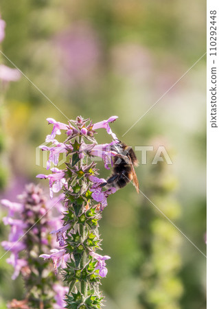 A bee collects pollen on Purple Betony flowers or Betony, Wood Betony, Bishopwort, Bishop's Wort. 110292448
