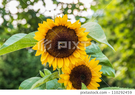 Close-up on the head of sunflower blooming, textures of stamens 110292459
