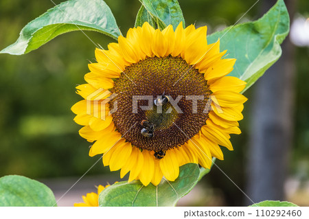 Close-up image of a bumblebee on a sunflower, flower pollen on a bee, no people, macro photography 110292460