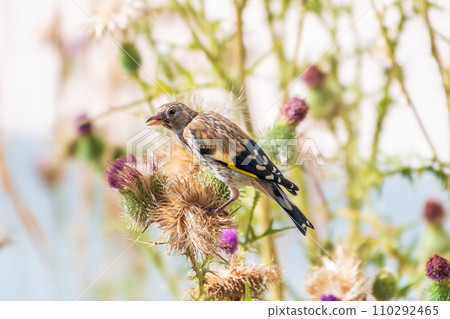European goldfinch with juvenile plumage, feeding on the seeds of thistles. Carduelis carduelis. 110292465