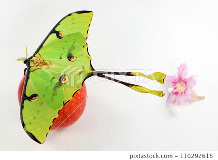 Beautiful green butterfly of an unusual shape Saturnia comet moth, Argema mimosae on red apple on white, beautiful natural background, wallpaper, postcard, for design and decoration Beautiful green butterfly of an unusual shape Saturnia comet moth, Argema mimosae on red apple on white, beautiful natural background, wallpaper, postcard, for design and decoration 110292618
