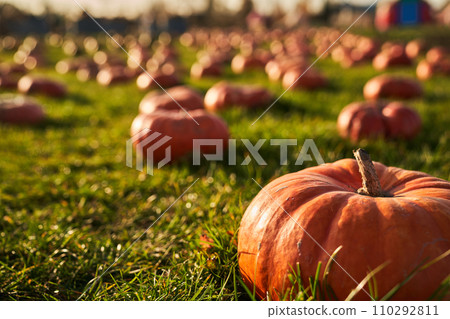 Ripe orange pumpkin sitting in grass, against blurred pumpkin patch background. Close up of tasty pumpkin, with sunlight reflection on hard, glossy skin, with copy space. Harvest, vegetables concept. Ripe orange pumpkin sitting in grass, against blurred pumpkin patch background. Close up of tasty pumpkin, with sunlight reflection on hard, glossy skin, with copy space. Harvest, vegetables concept. 110292811