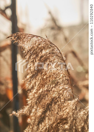 Tender stalk of golden ornamental grass in wild field outdoors. Close up of warm, soft grass glowing in sunshine, against blurred background. Concept of autumn, nature, beauty. 110292840