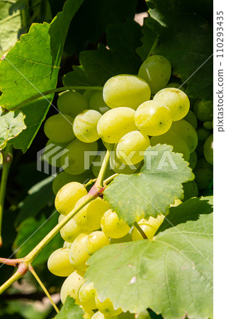 fresh bunch of white grapes on the field fresh bunch of white grapes on the field 110293435