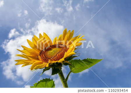 Yellow sunflowers bloom against a blue sky background 110293454